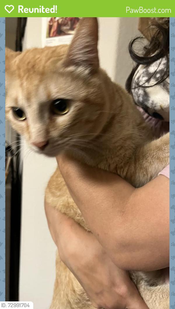 Reunited Male Cat last seen apmt on 70 sklar st Ladera Ranch, Ladera Ranch, CA 92694
