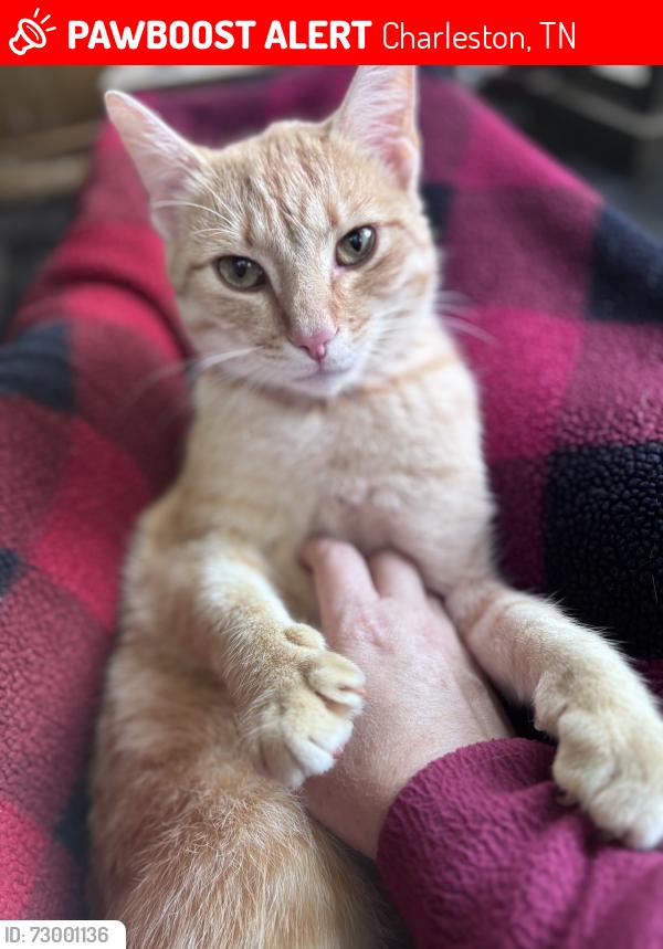 Lost Male Cat last seen Moore Rd., Charleston, TN 37310