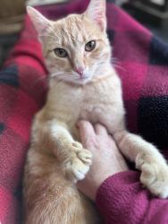 Lost Male Cat last seen Moore Rd., Charleston, TN 37310