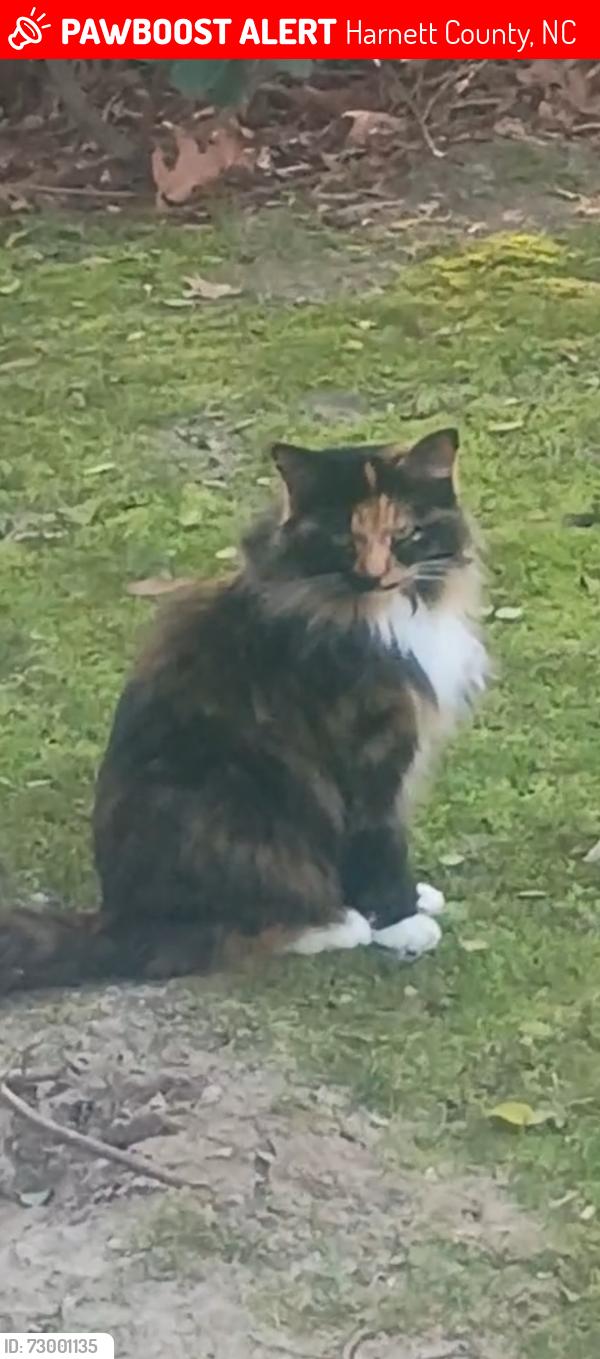 Lost Female Cat last seen Tootsie Drive, Chalybeate Springs Rd, Harnett County, NC 27526