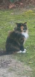 Lost Female Cat last seen Tootsie Drive, Chalybeate Springs Rd, Harnett County, NC 27526