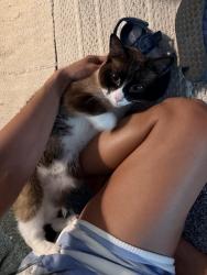 Reunited Male Cat last seen Near 214th Ct. Nw, Elk River MN 55330, Elk River, MN 55330
