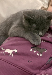 Reunited Male Cat last seen 24th Ave. NW, Reid Dr, Hollycroft St, Gig Harbor, WA 98335