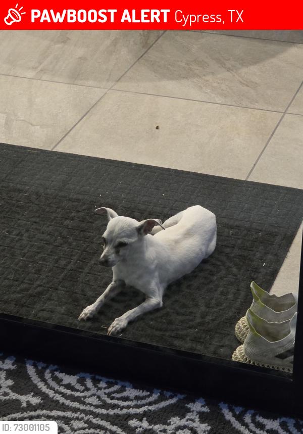 Lost Male Dog last seen Skinner Rd & Spring Cypress Rd, Cypress, TX 77429