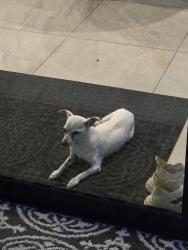 Lost Male Dog last seen Skinner Rd & Spring Cypress Rd, Cypress, TX 77429