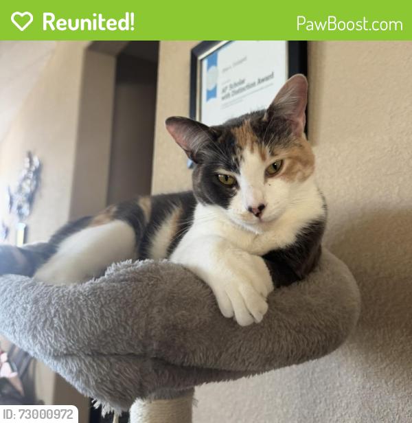 Reunited Female Cat last seen Near Tantara Way, Rocklin, CA 95765, USA, Rocklin, CA 95765