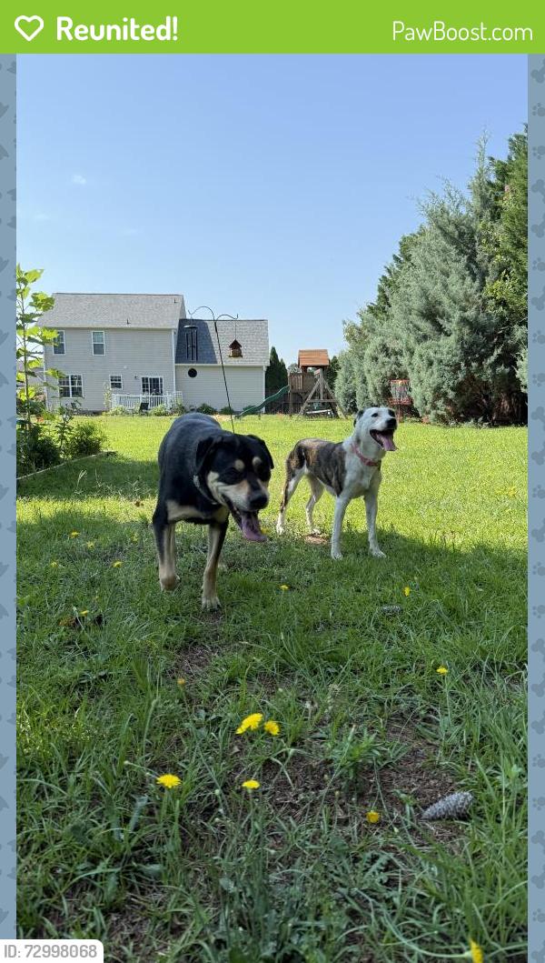 Reunited Unknown Dog last seen Scull rd, Raeford, NC 28376