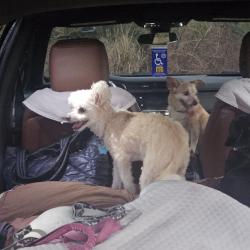 Reunited Female Dog last seen North end of salford, North Port, FL 34286