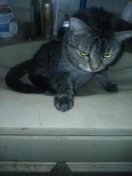 Lost Female Cat last seen Johnson rd and 441, Coconut Creek, FL 33073