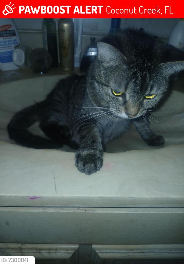 Lost Female Cat last seen Johnson rd and 441, Coconut Creek, FL 33073
