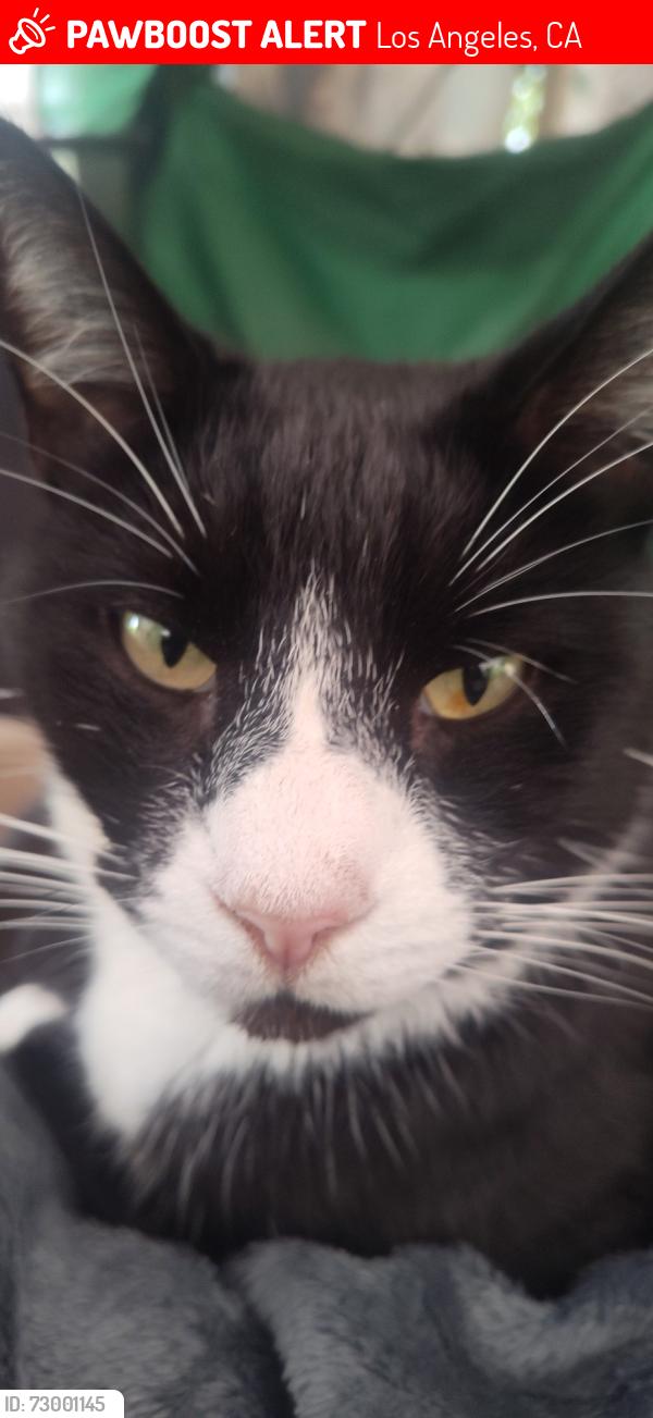 Lost Male Cat last seen I-110N On Ramp, Los Angeles, CA 90731