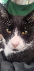 Lost Male Cat last seen I-110N On Ramp, Los Angeles, CA 90731