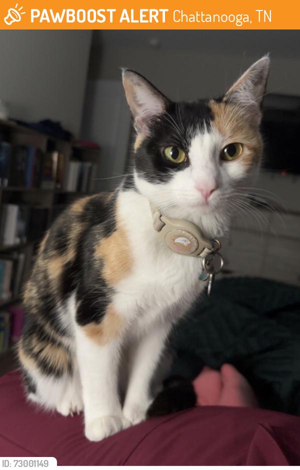 Found/Stray Female Cat last seen Shallowford rd, Chattanooga, TN 37421