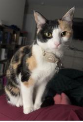 Found/Stray Female Cat last seen Shallowford rd, Chattanooga, TN 37421