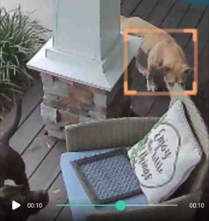 Found/Stray Unknown Dog last seen St Agustine Rd, Jacksonville, FL 32207