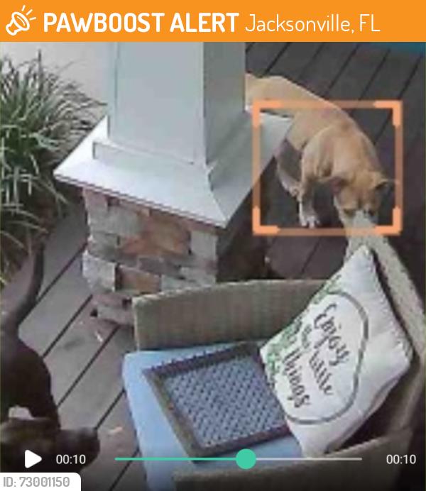 Found/Stray Unknown Dog last seen St Agustine Rd, Jacksonville, FL 32207