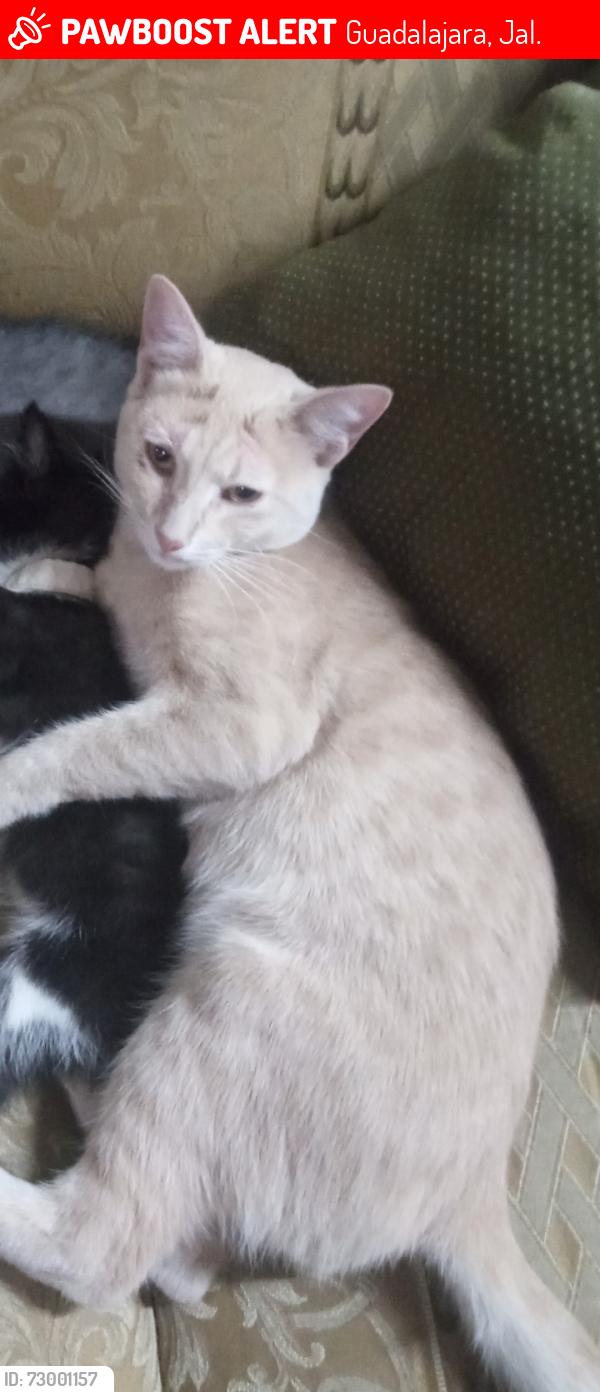 Lost Male Cat last seen Guadalajara , Guadalajara, Jal. 44700