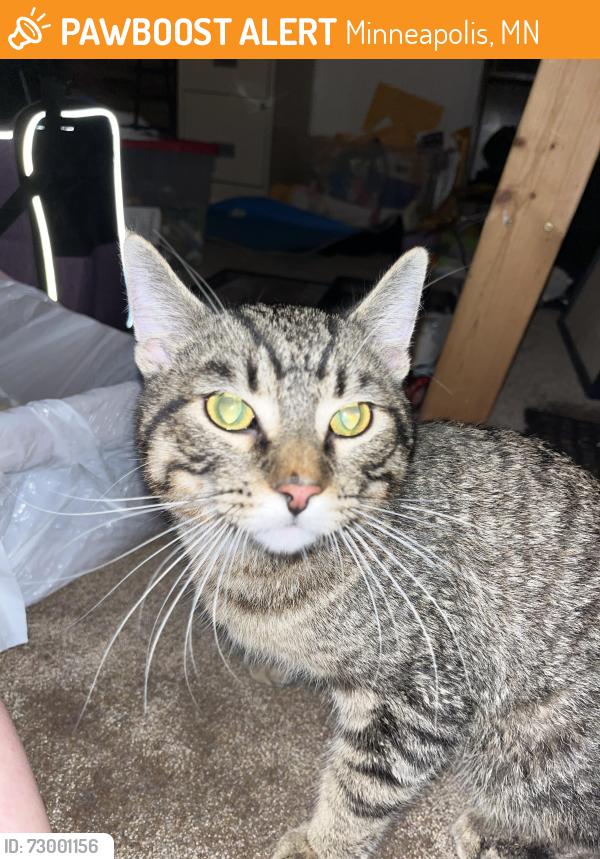 Found/Stray Male Cat last seen 10th Ave S and e 32nd St, Minneapolis, 55407, Minneapolis, MN 55407