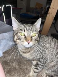 Found/Stray Male Cat last seen 10th Ave S and e 32nd St, Minneapolis, 55407, Minneapolis, MN 55407