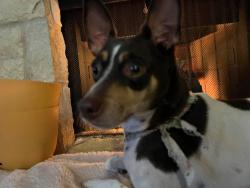Reunited Male Dog last seen Bay sky way, Seabrook, TX 77586