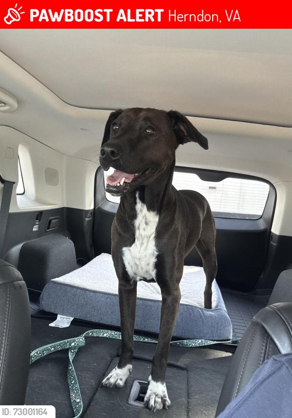 Lost Female Dog last seen Harris Teeter, Herndon, VA 20171