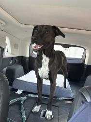 Lost Female Dog last seen Harris Teeter, Herndon, VA 20171