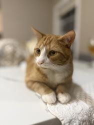 Lost Male Cat last seen hses, Lowell, MA 01850