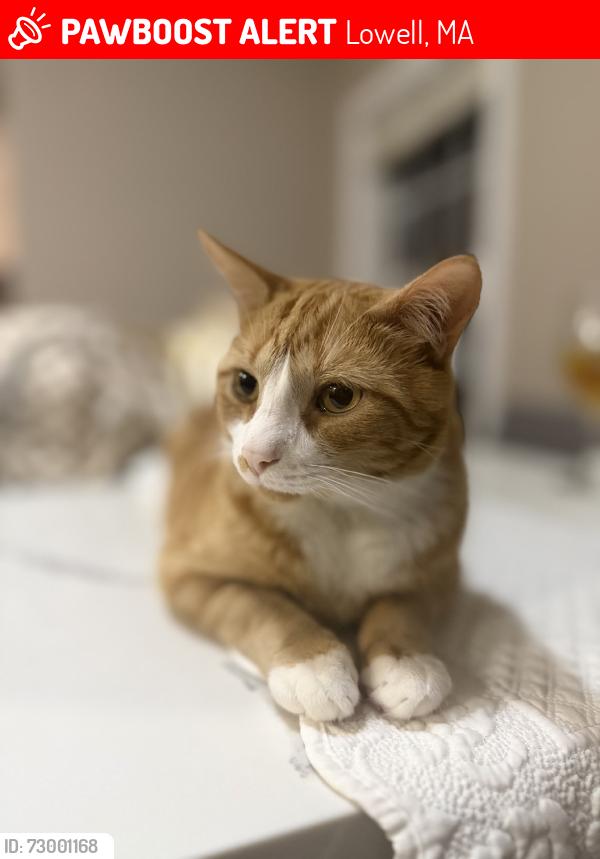 Lost Male Cat last seen hses, Lowell, MA 01850