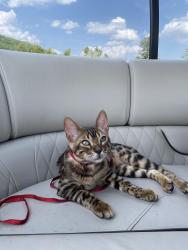 Lost Male Cat last seen Imp du quai, Cantley, QC J8V 3M3
