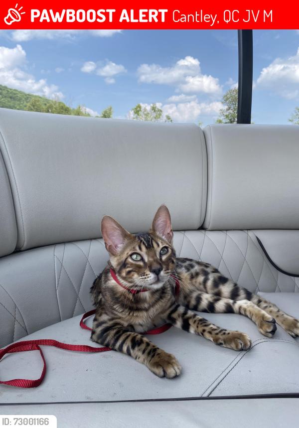 Lost Male Cat last seen Imp du quai, Cantley, QC J8V 3M3