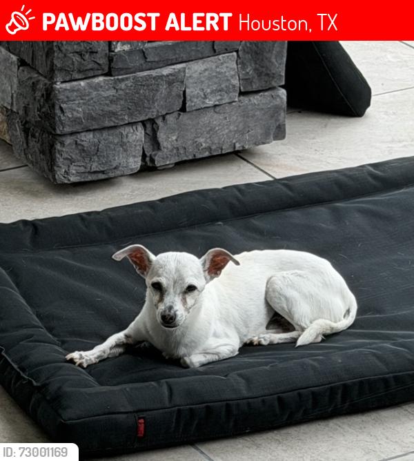 Lost Male Dog last seen Cypress Rose Hill // Spring Cypress Rd, Houston, TX 77429