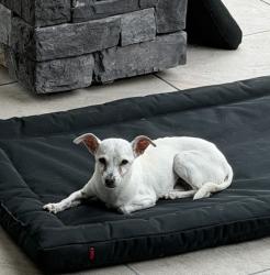 Lost Male Dog last seen Cypress Rose Hill // Spring Cypress Rd, Houston, TX 77429