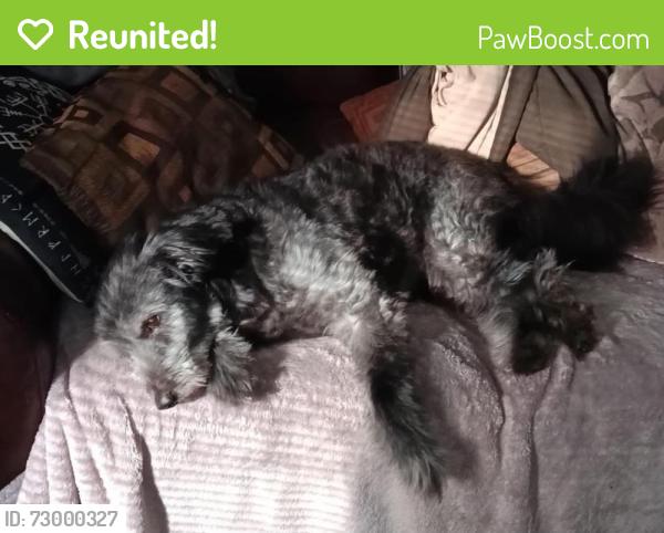 Reunited Male Dog last seen Jefferson Ave & Summer St Kalamazoo MI , Kalamazoo, MI 49006
