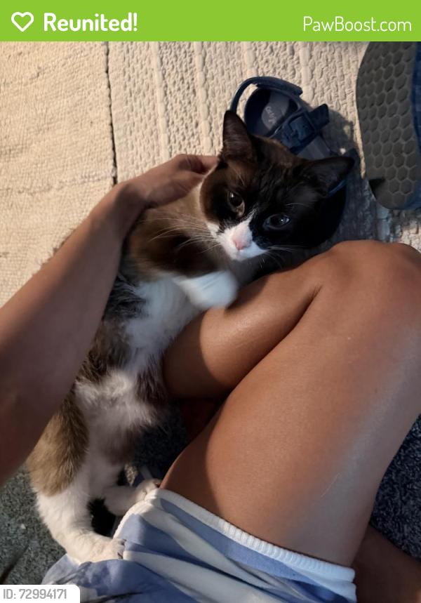 Reunited Male Cat last seen Near 214th Ct. Nw, Elk River MN 55330, Elk River, MN 55330