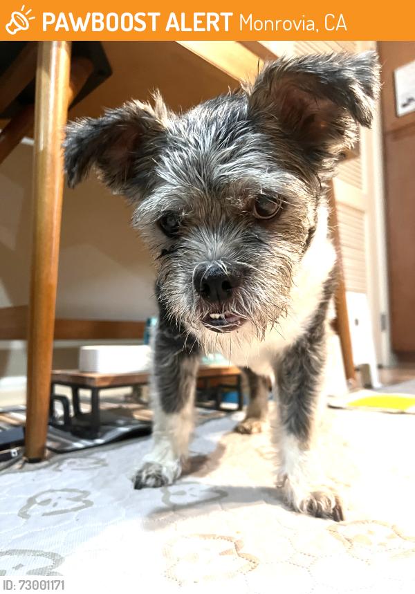 Found/Stray Male Dog last seen Chestnut and Esplanade, Monrovia, CA 91016