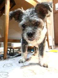 Found/Stray Male Dog last seen Chestnut and Esplanade, Monrovia, CA 91016