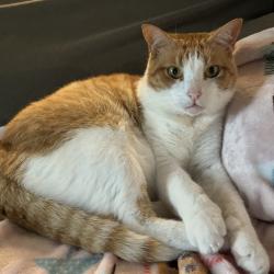 Lost Male Cat last seen Ownby Road, Milltown, Lewisburg, TN 37091