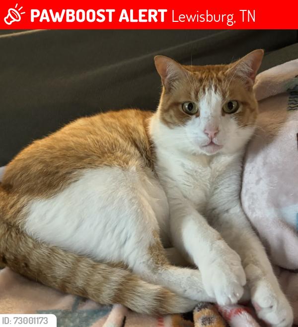 Lost Male Cat last seen Ownby Road, Milltown, Lewisburg, TN 37091