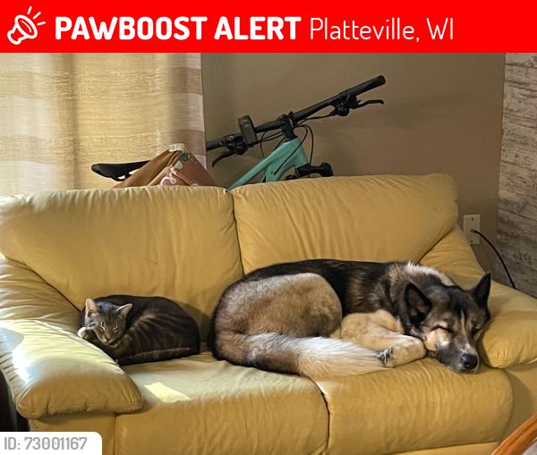 Lost Male Cat last seen Near Classic Lane Platteville WI, Platteville, WI 53818
