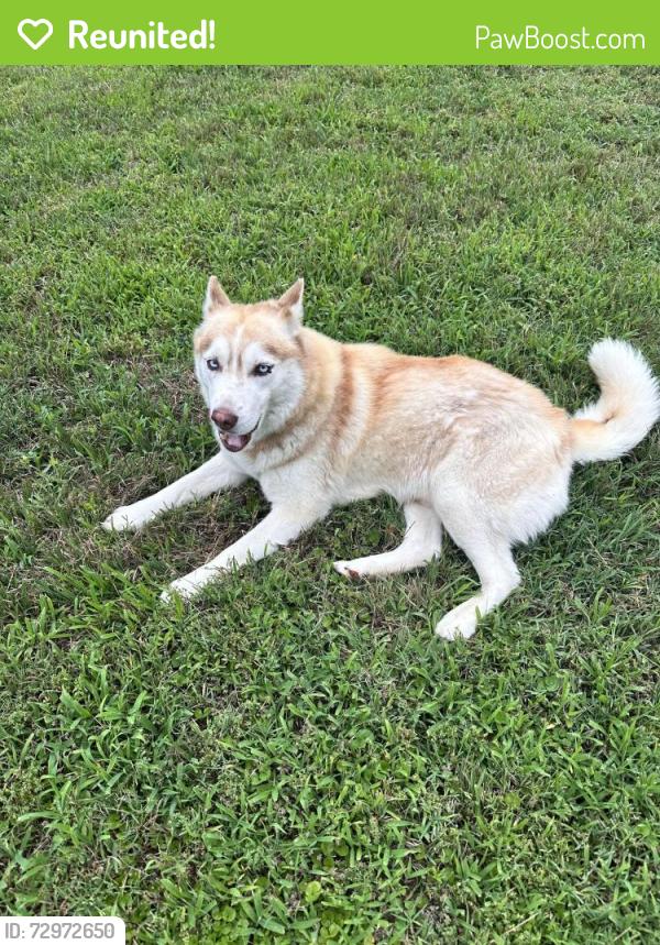 Reunited Unknown Dog last seen Douglas Ave / Anderson St, Irving, TX 75062