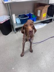 Shelter Stray Male Dog last seen , 5302 Stone St, Chattanooga, TN 37412, USA