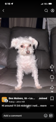 Lost Male Dog last seen Easton blvd, Des Moines, IA 50317