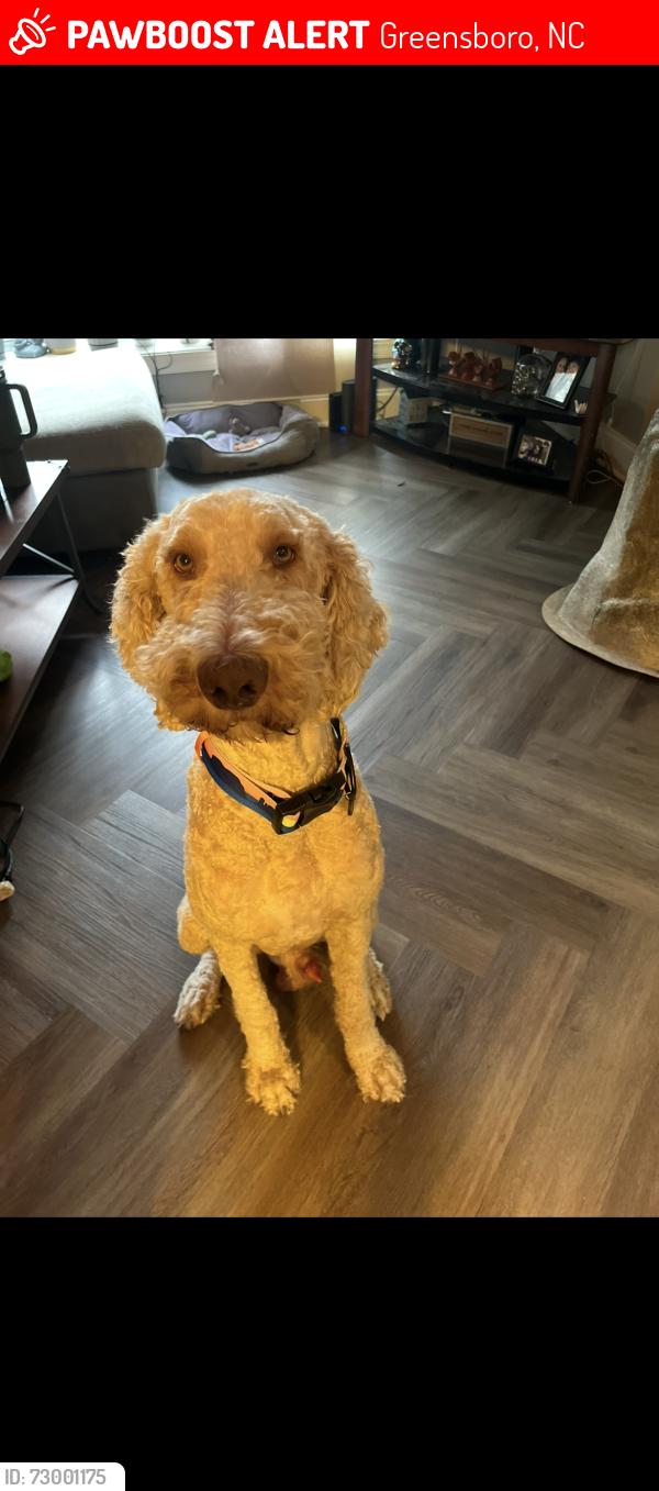 Lost Male Dog last seen Matthews lane , Greensboro, NC 27405