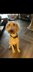 Lost Male Dog last seen Matthews lane , Greensboro, NC 27405
