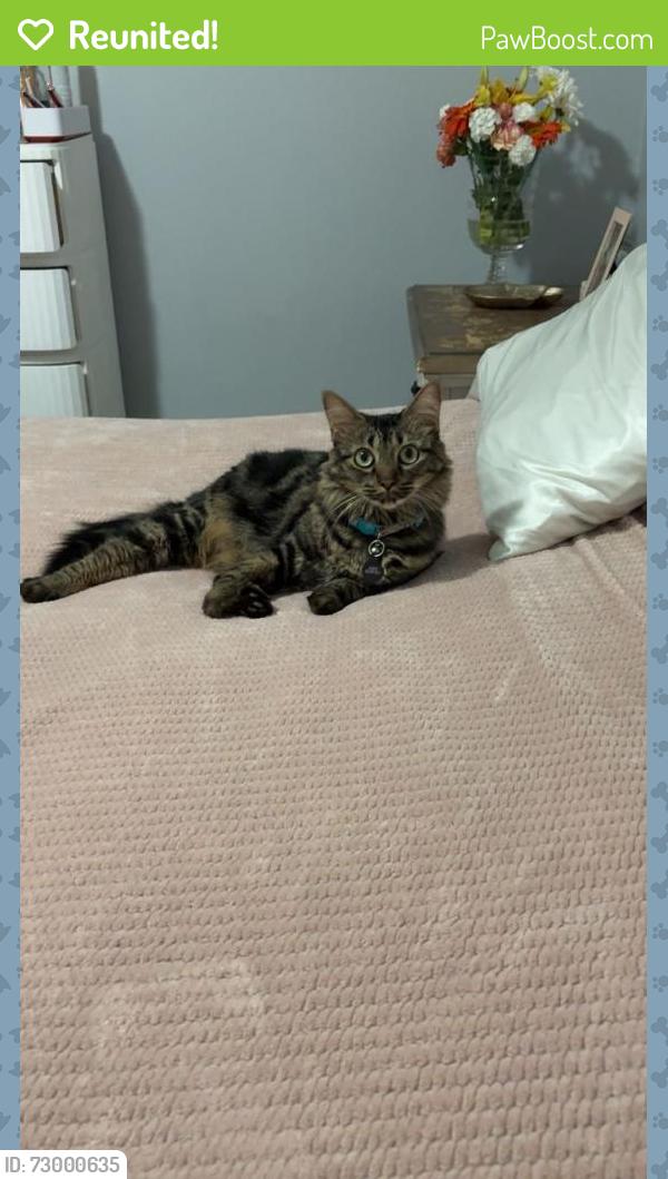 Reunited Female Cat last seen Racetrack Road, Scranton St, Fort Walton Beach, FL 32547