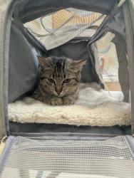 Lost Female Cat last seen Quintero pl , Tallus Ranch at Saddleback, Bakersfield, CA 93314