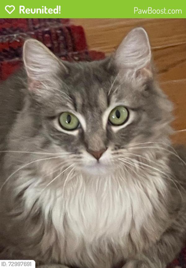 Reunited Female Cat last seen Wakefield at N. 27th Street, Arlington, near Marymount U., Arlington, VA 22207