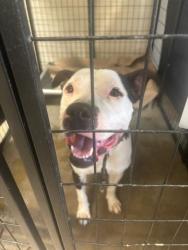 Shelter Stray Male Dog last seen W FLORRISANT, 10521 Baur Blvd, Olivette, MO 63132, USA