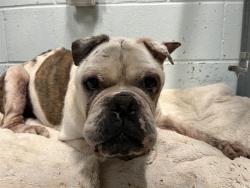 Shelter Stray Female Dog last seen CR 561/ FRANKIES RD TAVARES, 12280 County Rd 448, Tavares, FL 32778, USA