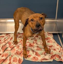Shelter Stray Male Dog last seen Near BLOCK MINOCK ST, DETROIT, MI 48228, 7401 Chrysler Dr, Detroit, MI 48211, USA